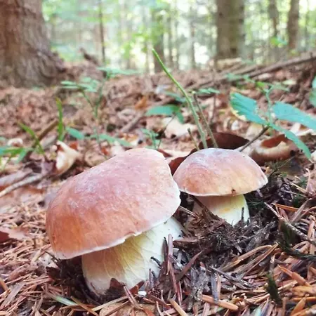 Letniskowe Lesne Na Kaszubach Z Basenem, Sauna, Balia Nad Jeziorem Wdzydzkim *