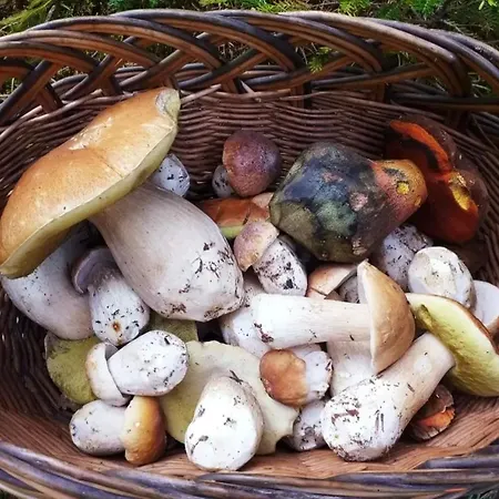 Holiday home Letniskowe Lesne Nad Jeziorem Wdzydzkim Basen Sauna Balia