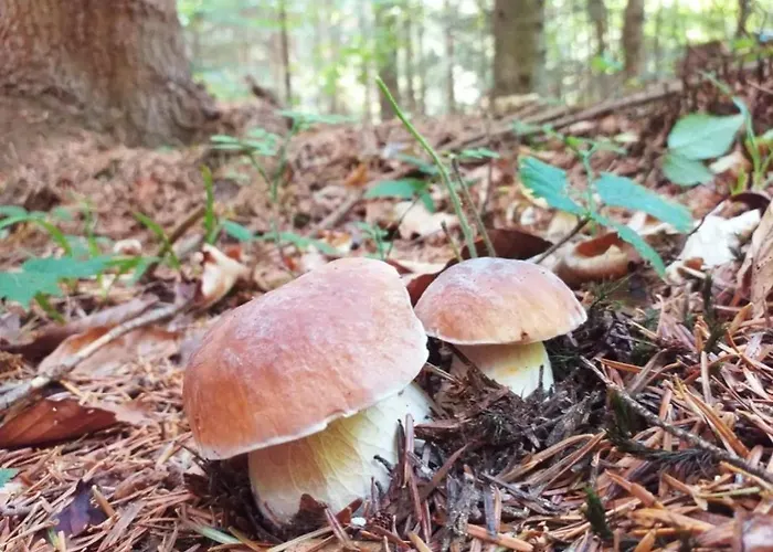 Letniskowe Lesne Nad Jeziorem Wdzydzkim Basen Sauna Balia *