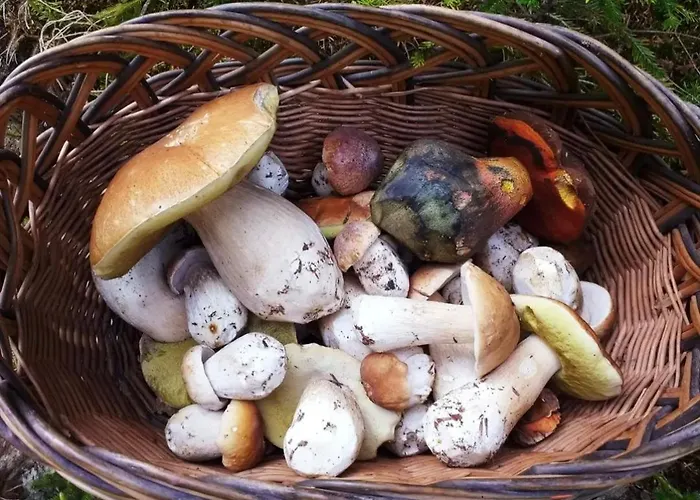 Semesterbostad Letniskowe Lesne Nad Jeziorem Wdzydzkim Basen Sauna Balia